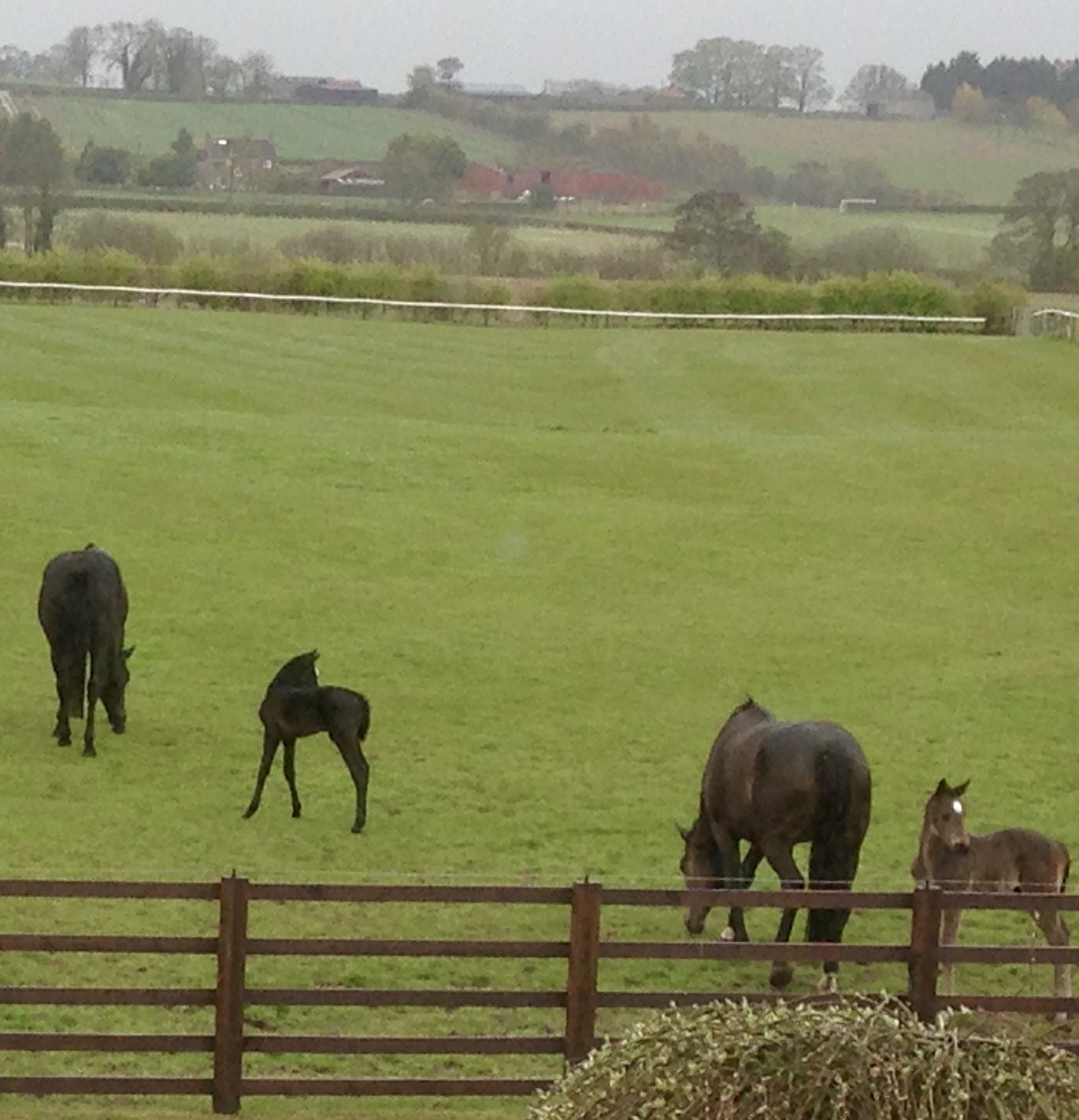 Mares and foals grazing at Thornton Lodge.