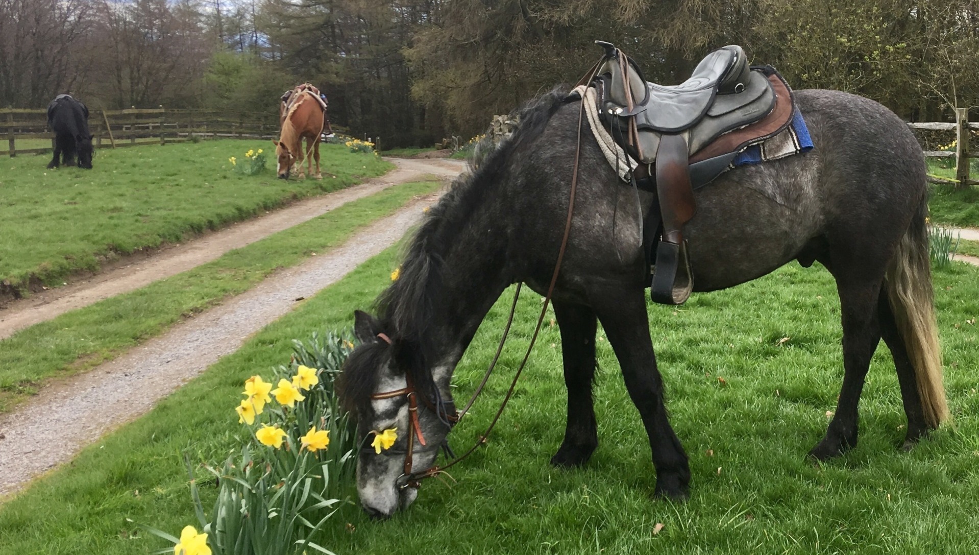 Springtime refreshments on the Cleveland Way