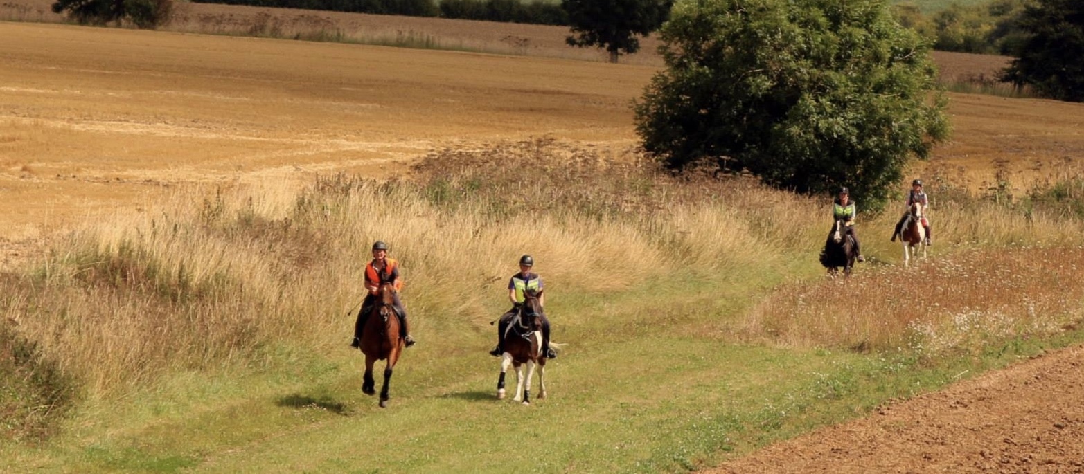 Harvest cantering in the Yorkshire Wolds